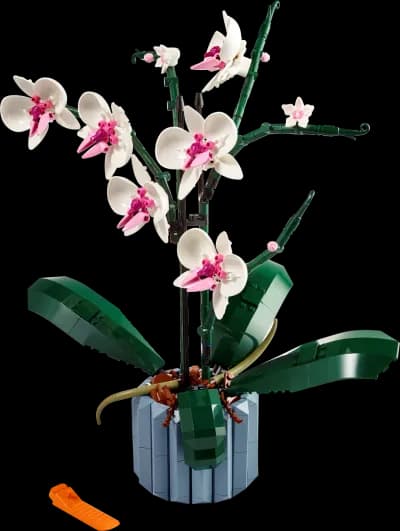 Orchidea